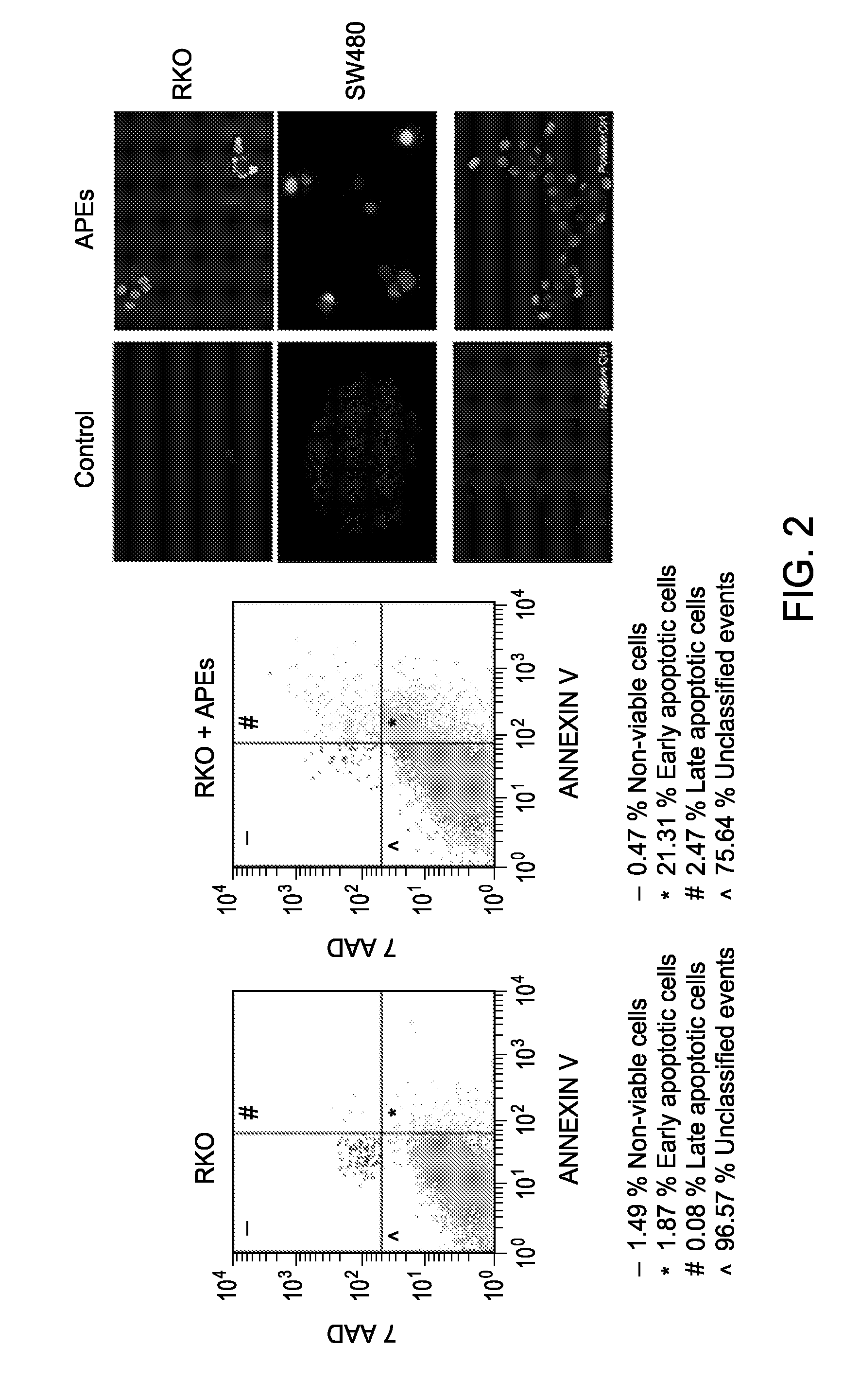 Anti-Cancer and Anti-Inflammatory Effects of Annurca Apple Extracts and Compositions Purified Therefrom