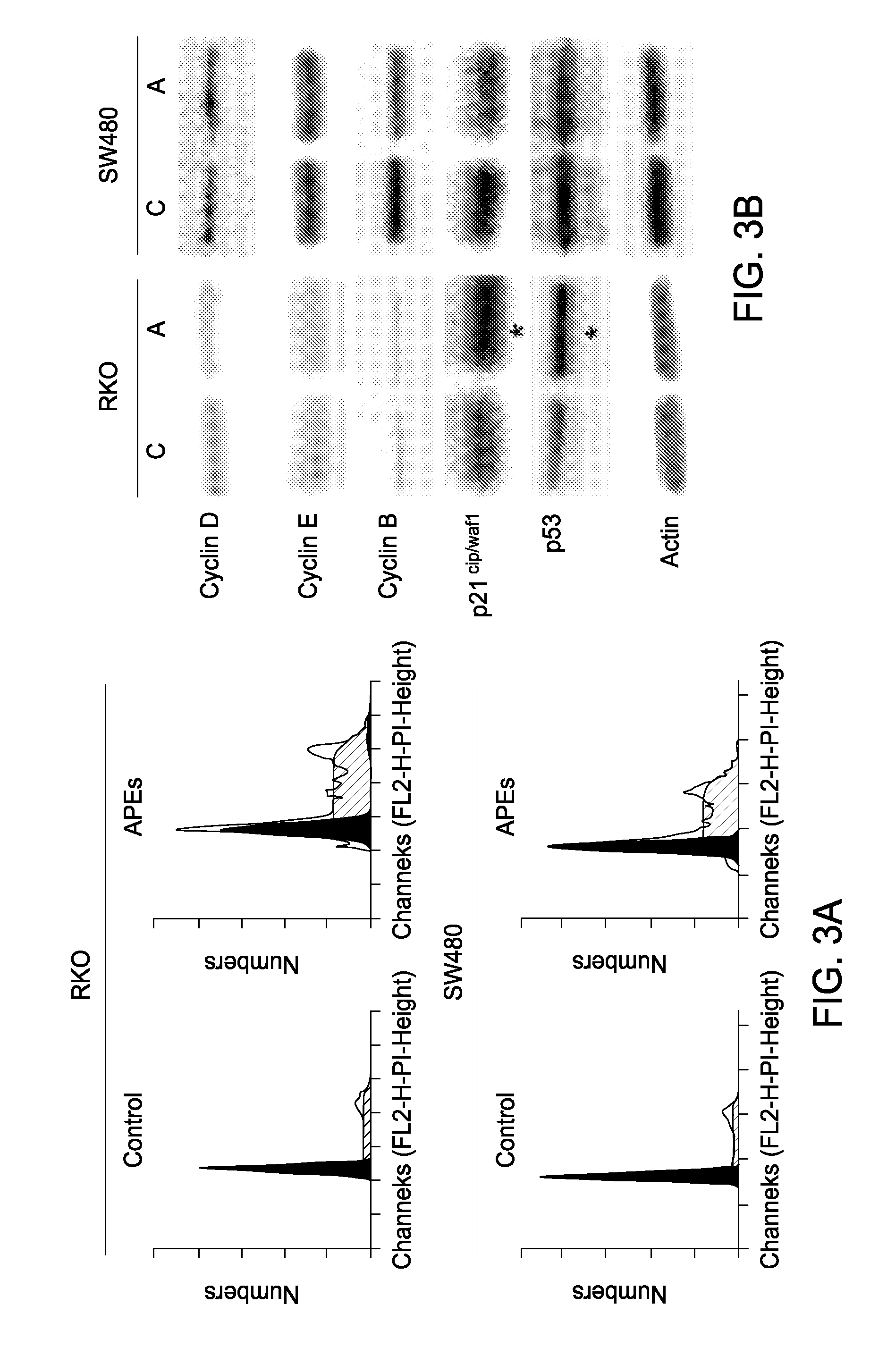 Anti-Cancer and Anti-Inflammatory Effects of Annurca Apple Extracts and Compositions Purified Therefrom