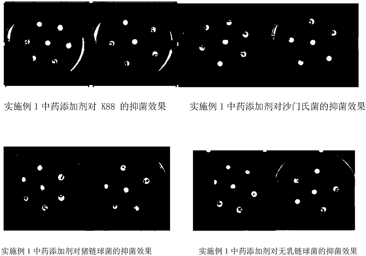 Traditional Chinese medicine feed additive capable of preventing dysentery of livestock and poultry