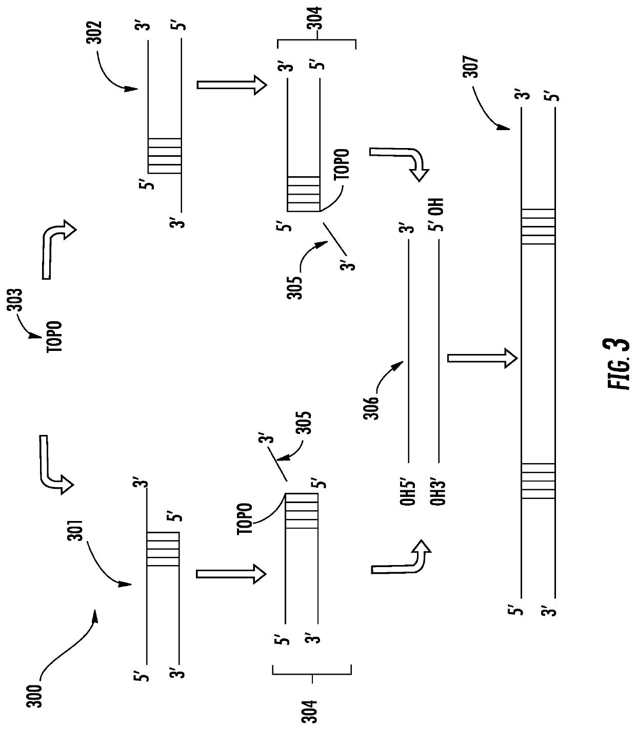 Compositions and methods for preparing sequencing libraries