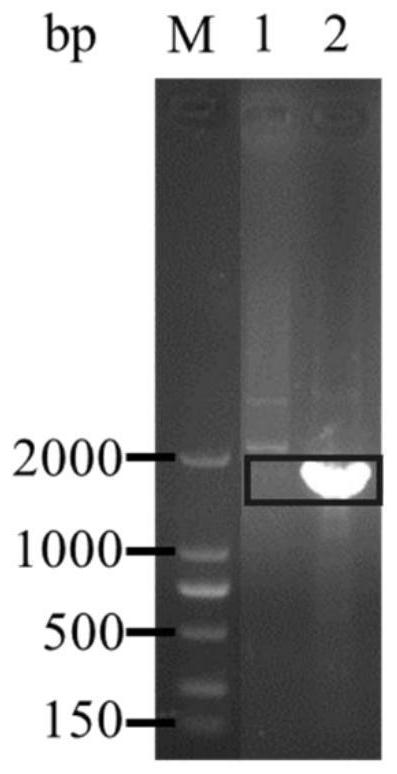 BVG90 _ 08615 gene deleted serratia marcescens engineering bacterium