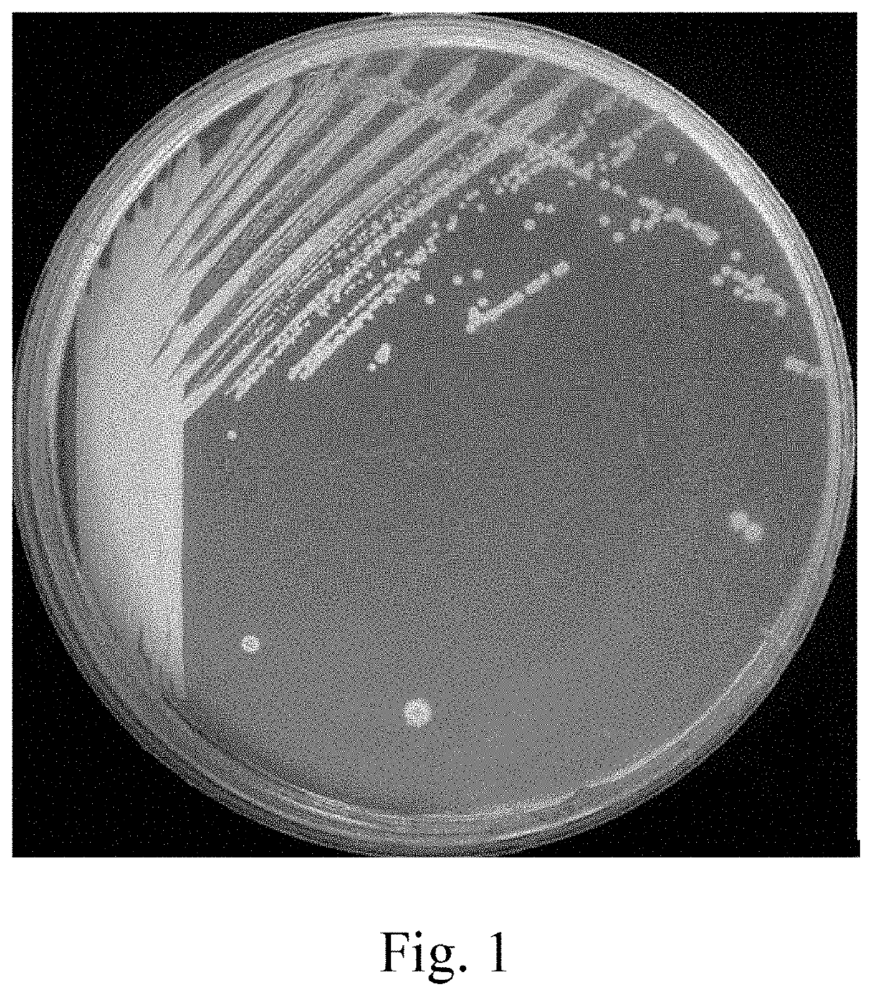 Food composition and pharmaceutical composition with strains of lactic acid bacteria for reducing blood uric acid concentration