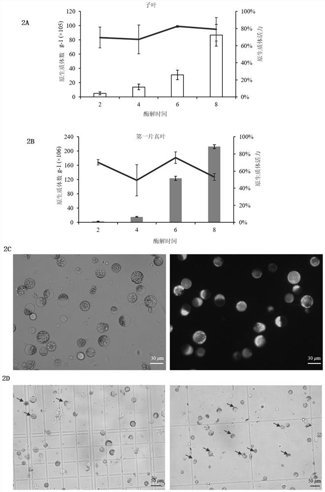 Establishment and application of melon transient expression system