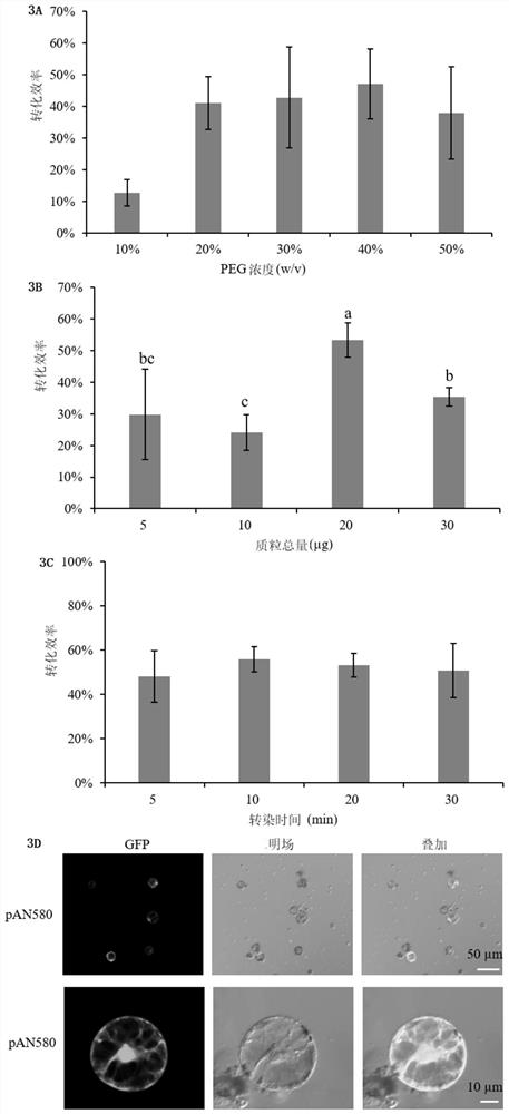 Establishment and application of melon transient expression system