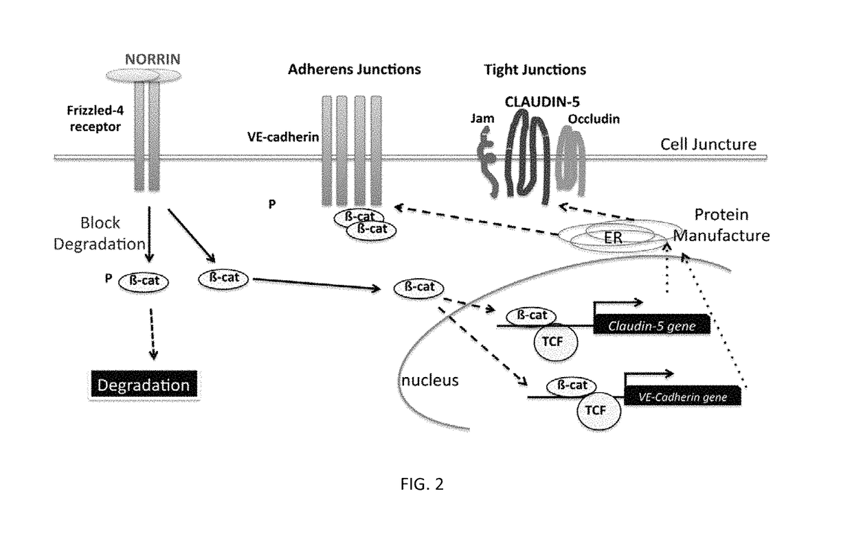 Norrin regulation of cellular production of junction proteins and use to treat retinal vasculature edema