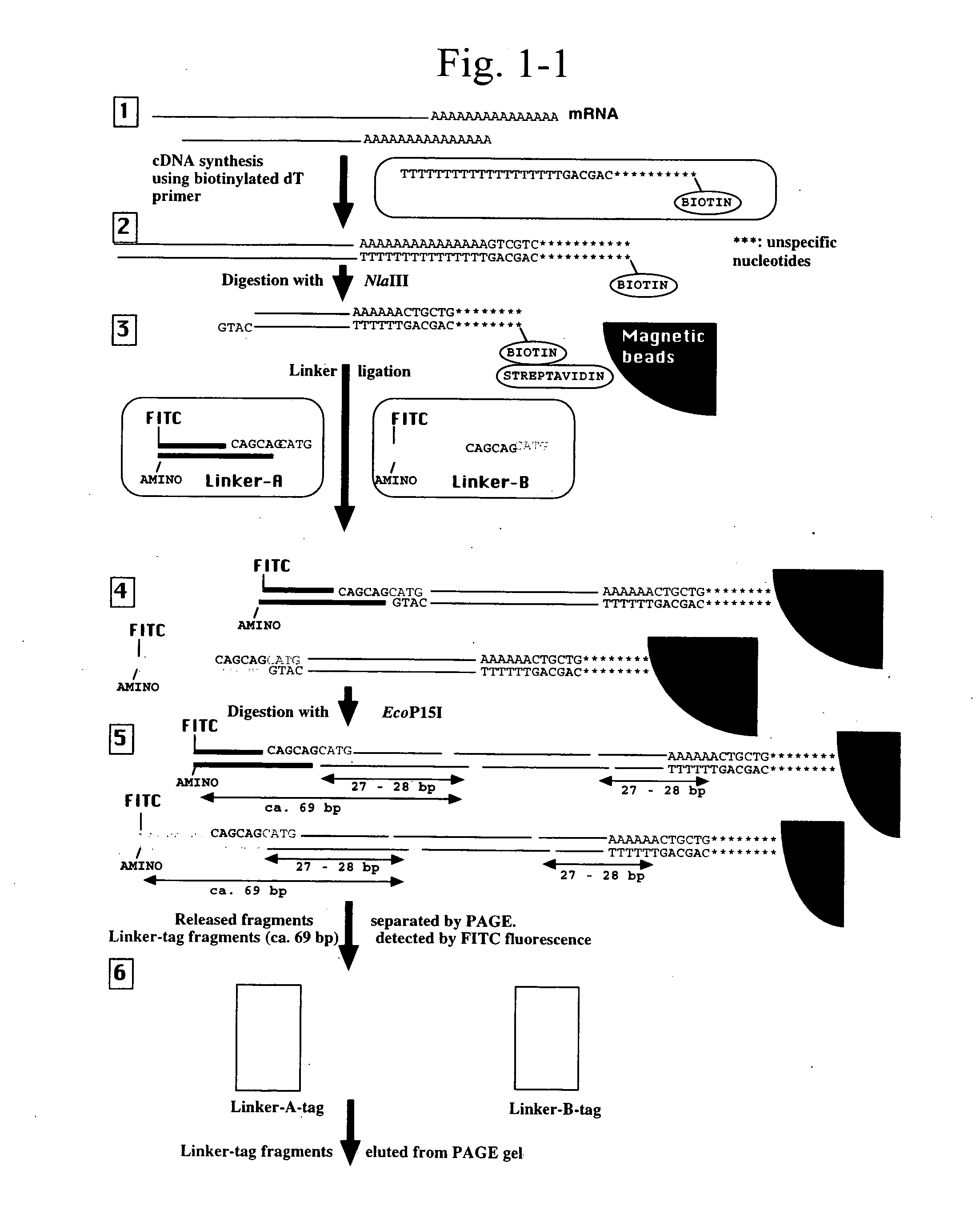 Gene expression analysis using array with immobilized tags of more than 25 bp (SuperSAGE-Array)