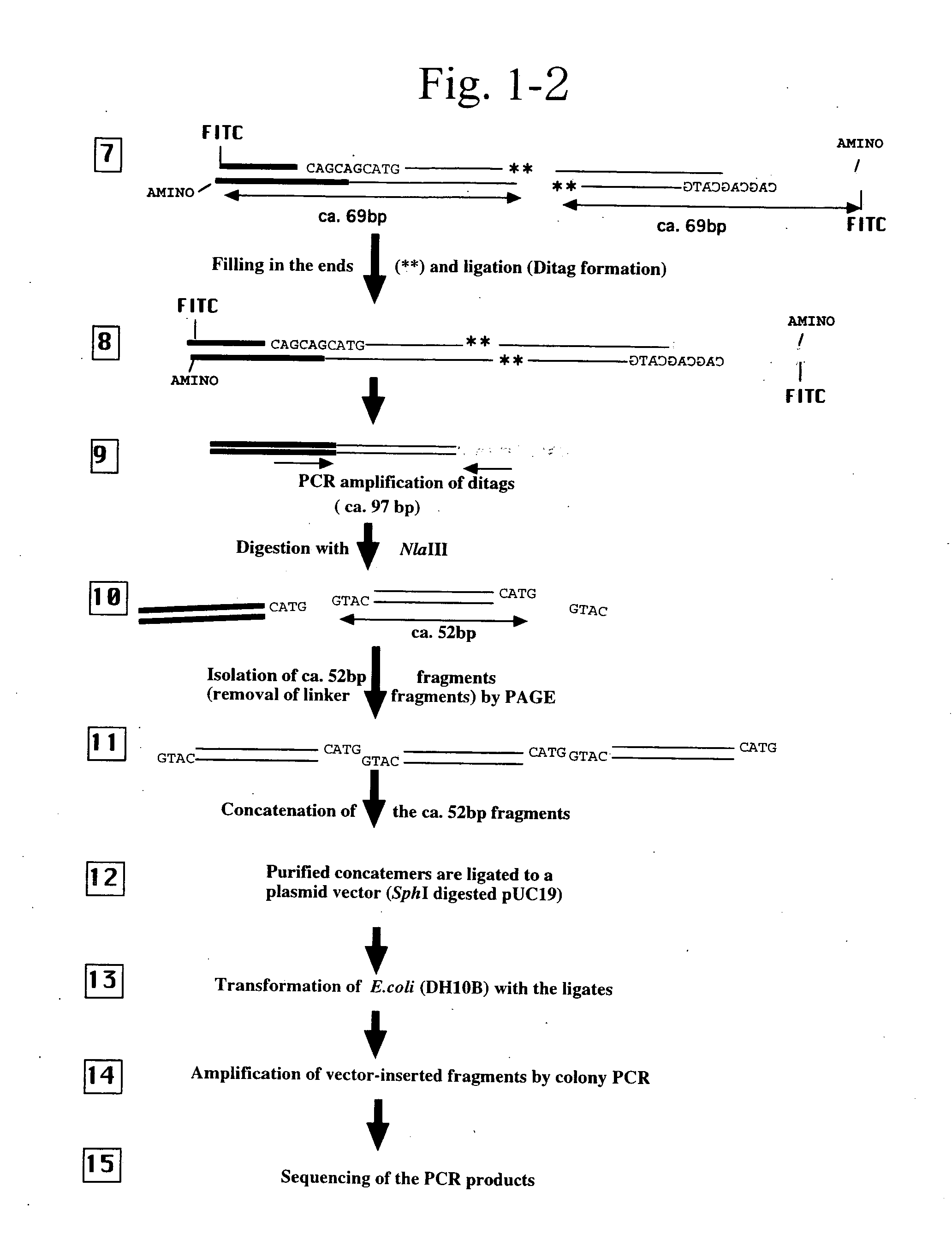 Gene expression analysis using array with immobilized tags of more than 25 bp (SuperSAGE-Array)