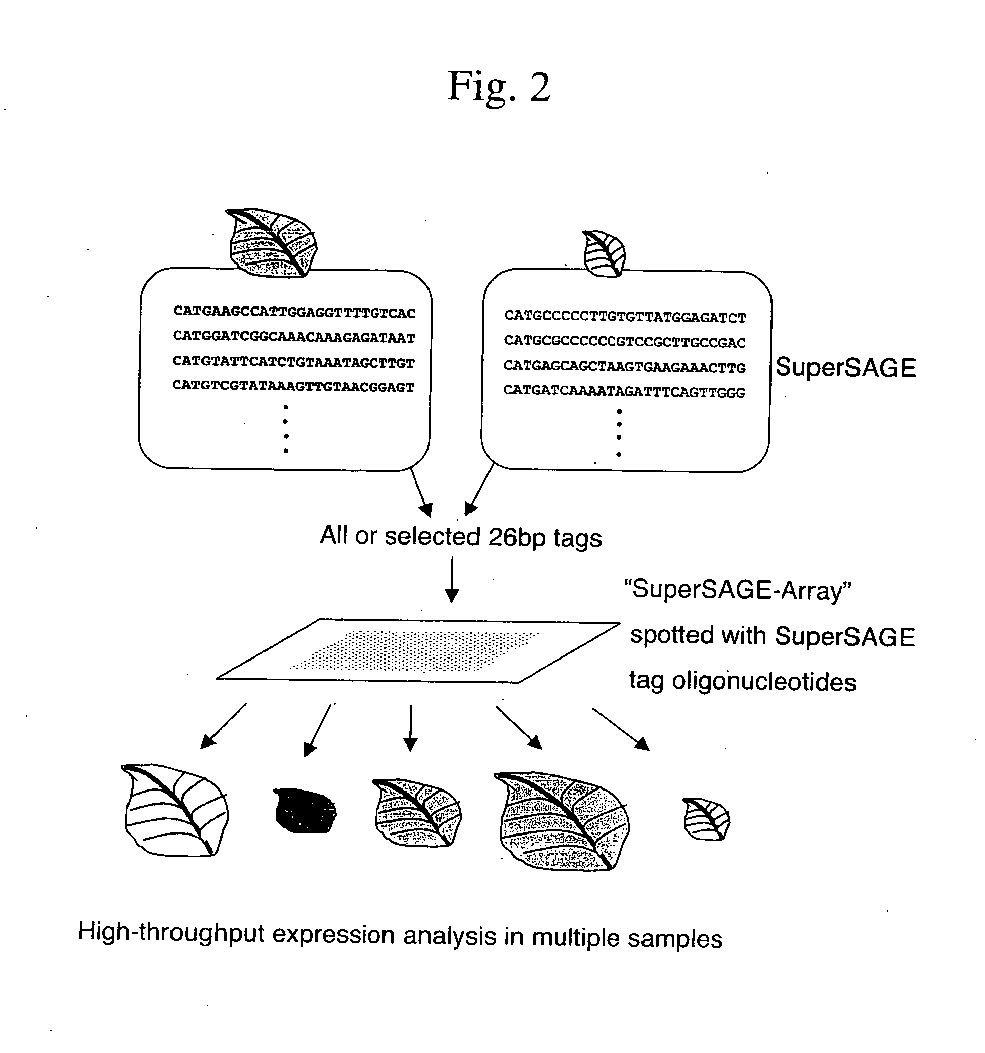 Gene expression analysis using array with immobilized tags of more than 25 bp (SuperSAGE-Array)