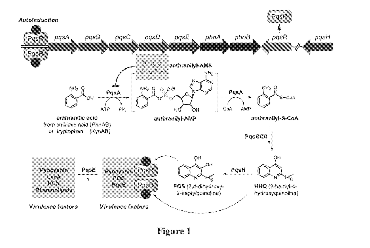 Anthranilyl-adenosinemonosulfamate analogs and uses thereof