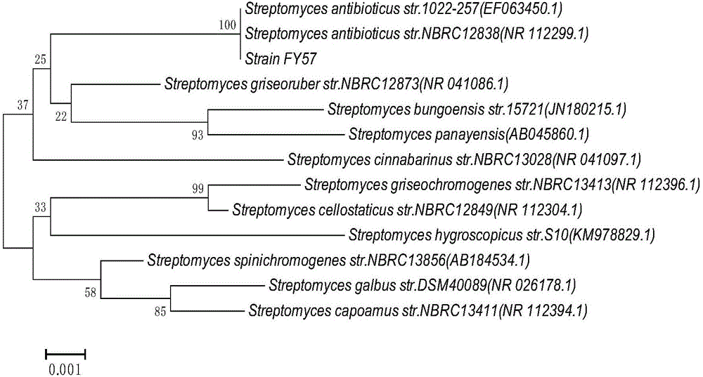 Streptomyces antibioticus FY57 and application thereof in preparation of trypsin inhibitor