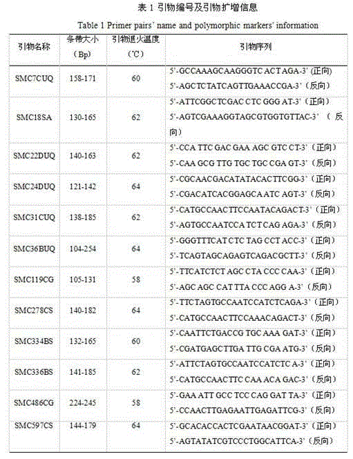 Method for identifying sugarcane germplasm resources based on SSR (Simple Sequence Repeats) and CE (capillary electrophoresis) technique