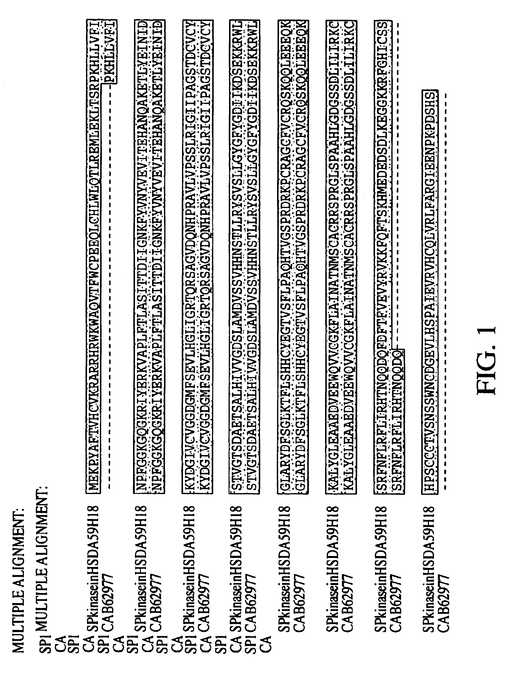 Sphingosine kinases