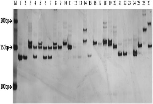 Method for identifying holly germplasm by SSR molecular marker for transcriptome sequencing