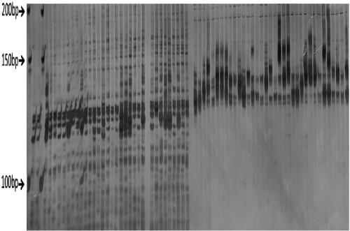 Method for identifying holly germplasm by SSR molecular marker for transcriptome sequencing