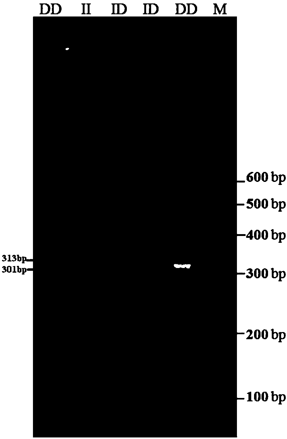 Detection method of goat ATBF1 (AT motif binding factor 1) gene indel (insertion/deletion) polymorphism and application of detection method