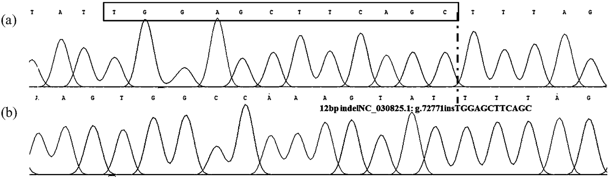 Detection method of goat ATBF1 (AT motif binding factor 1) gene indel (insertion/deletion) polymorphism and application of detection method