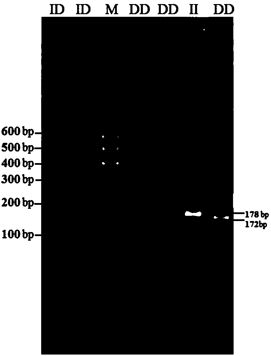 Detection method of goat ATBF1 (AT motif binding factor 1) gene indel (insertion/deletion) polymorphism and application of detection method