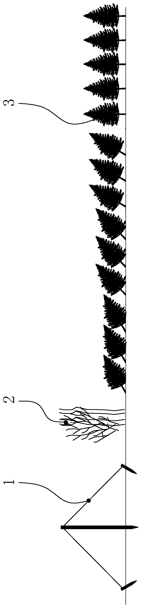 Leading-edge area rapid forest establishment method for vegetation restoration of island windward slope