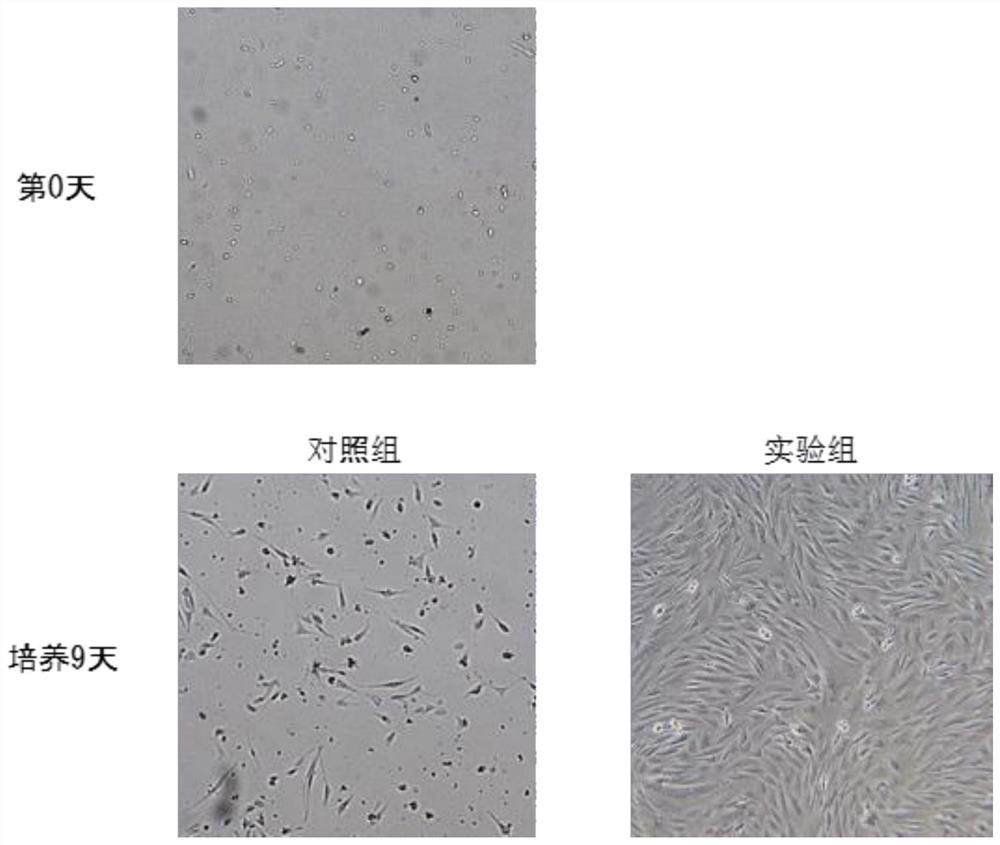 Method for promoting proliferation of muscle stem cells