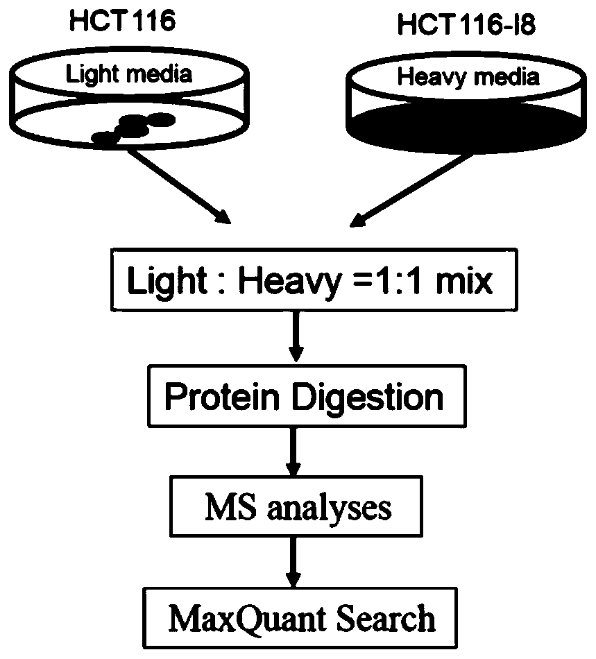 A method to detect the proteome in colorectal cancer