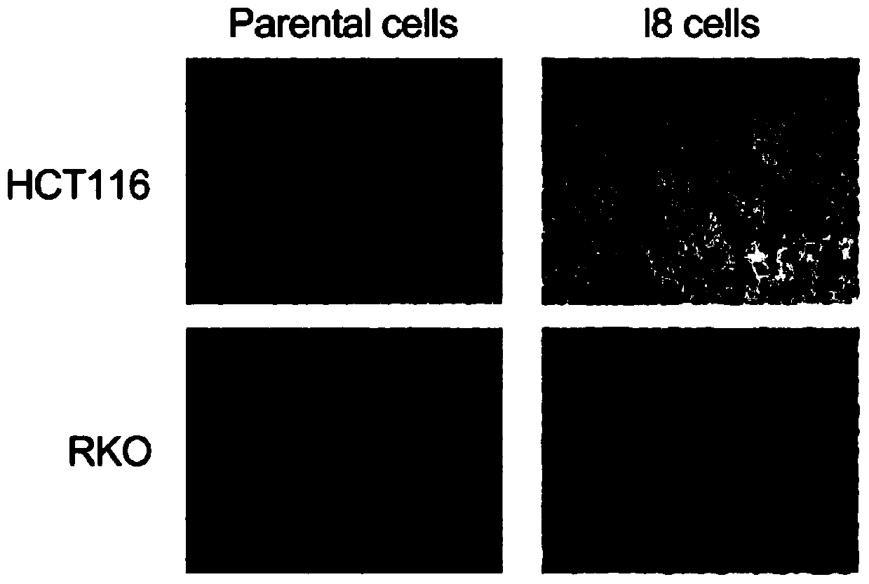 A method to detect the proteome in colorectal cancer