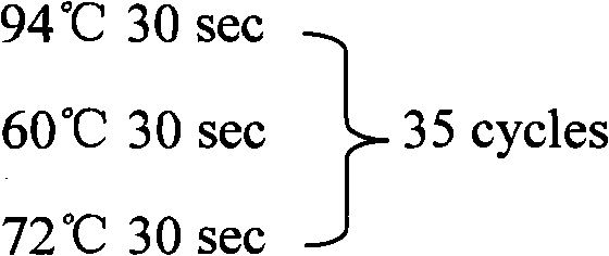 Method for extracting microRNA precursor cDNA from cDNA library synthesized from small RNA