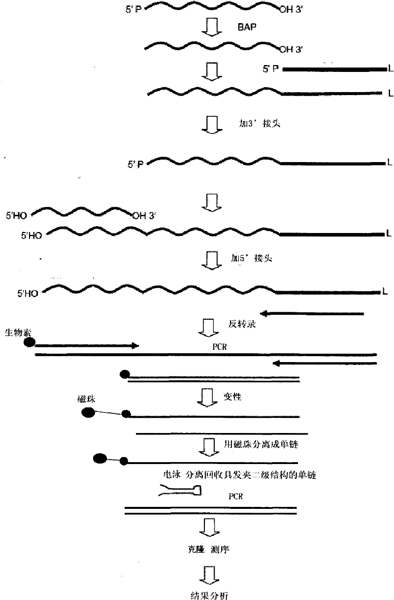 Method for extracting microRNA precursor cDNA from cDNA library synthesized from small RNA