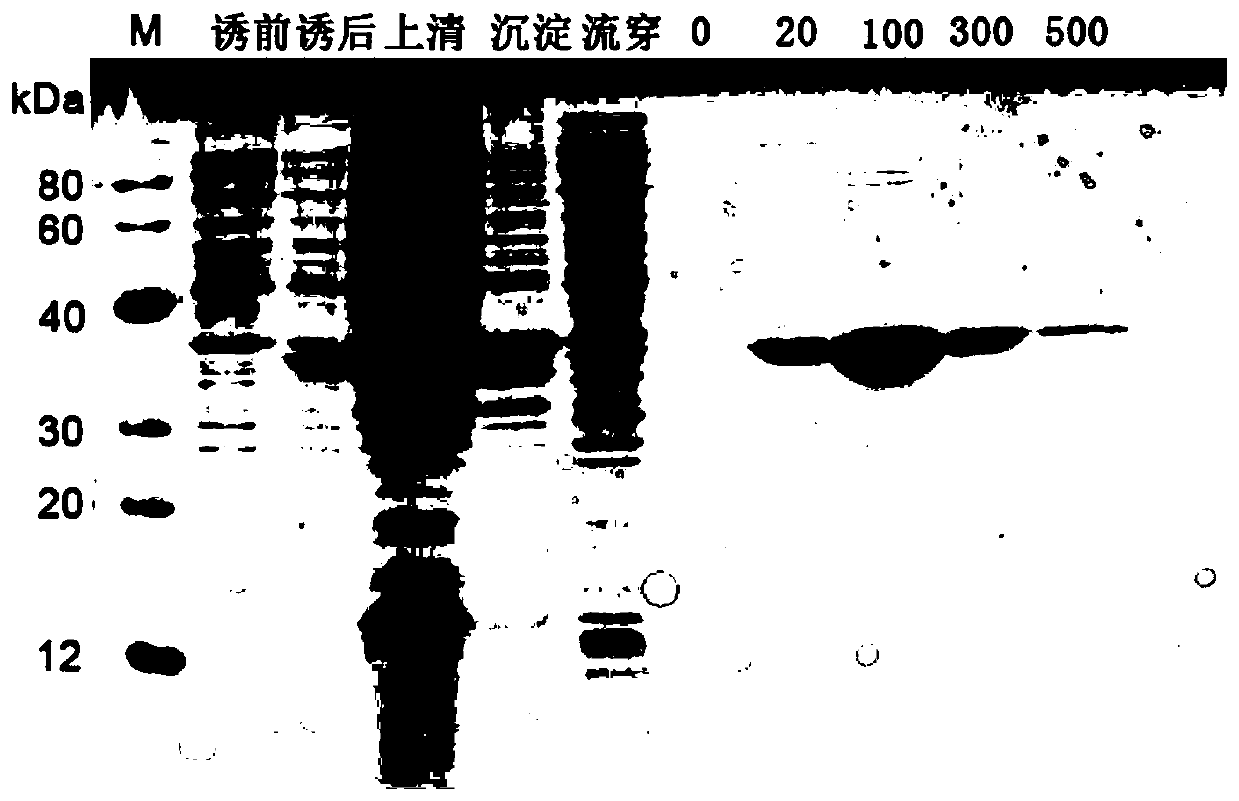 Modified akkermansia muciniphila Amuc_1100 protein and preparation method and application thereof