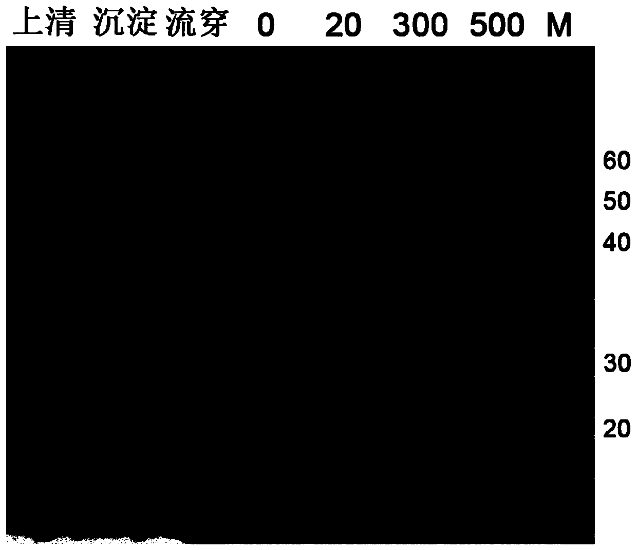 Modified akkermansia muciniphila Amuc_1100 protein and preparation method and application thereof