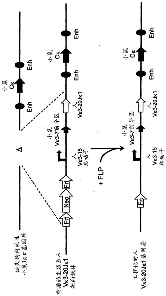 common light chain mouse