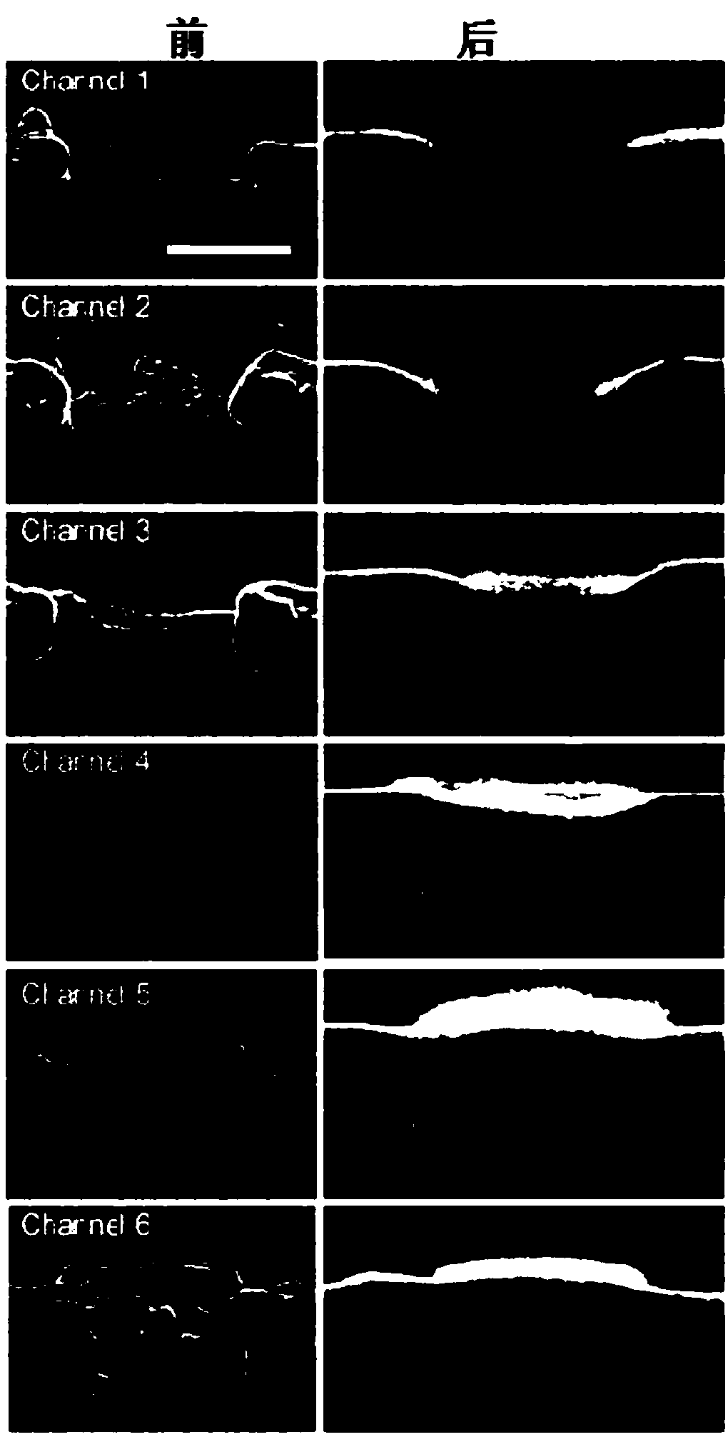 Macrofluid-based microfluidic chip and preparation method thereof