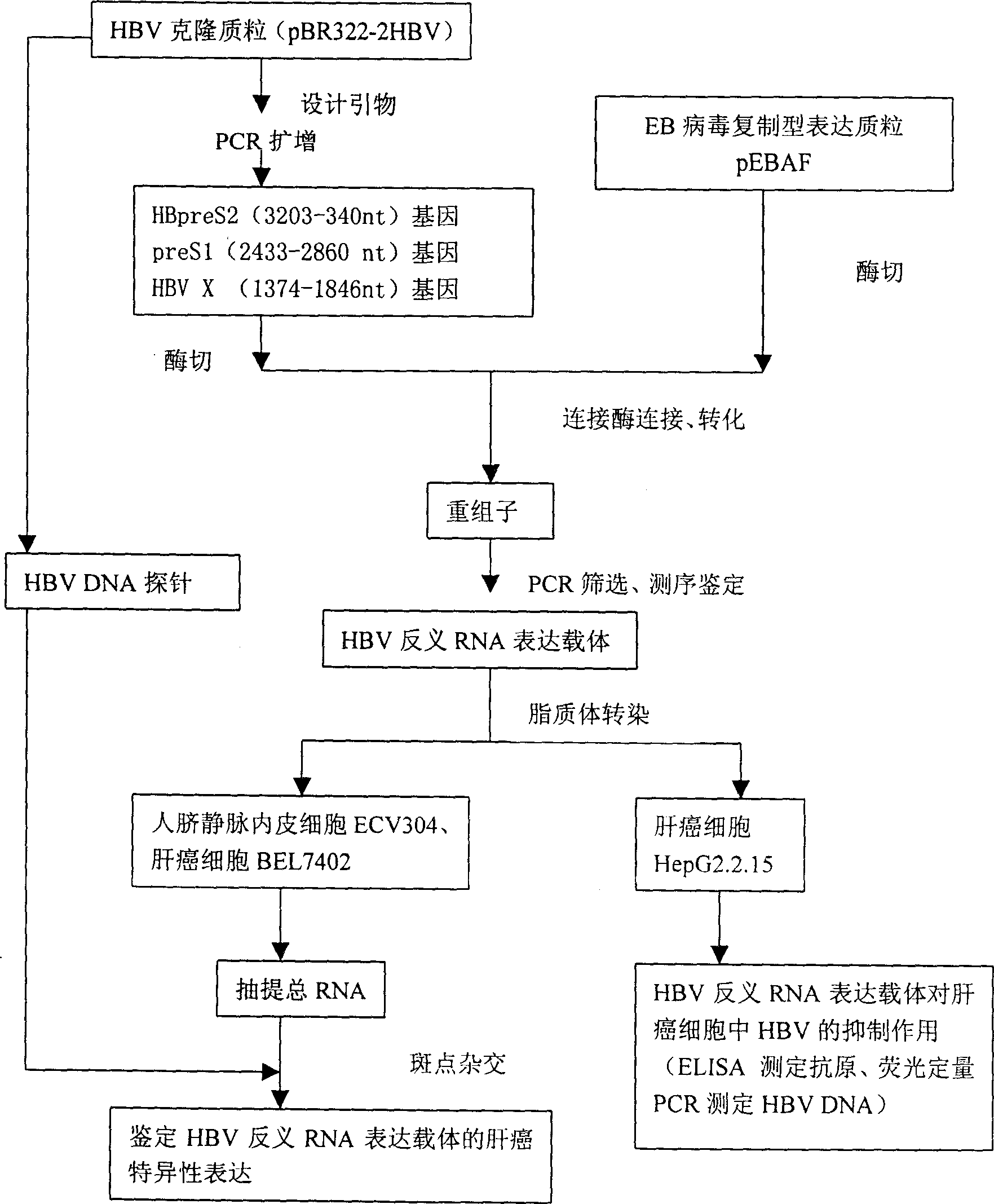 Liver cancer targeting hepatitis B antisense RNA expression vector and its construction process and use