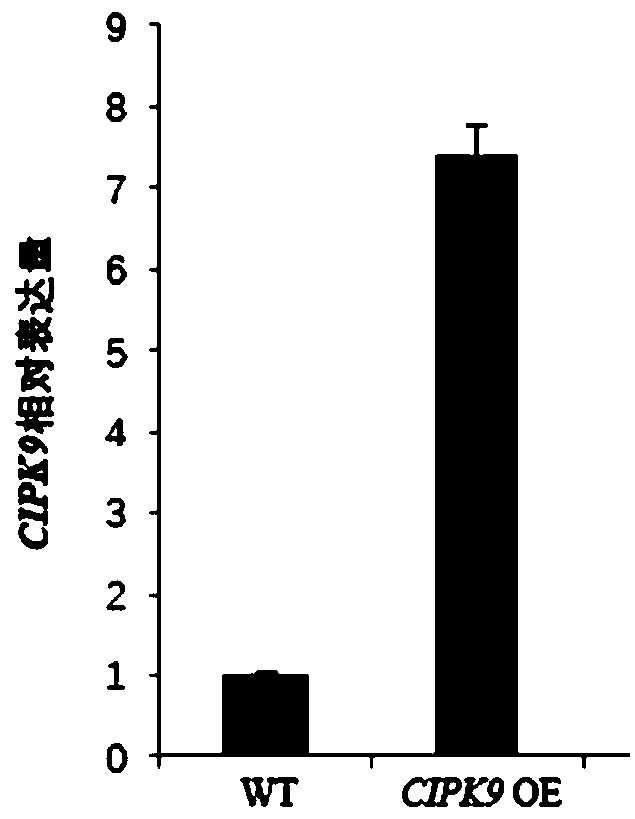 Application of CIPK9 protein and coding gene of CIPK9 protein in drought resistance of plants