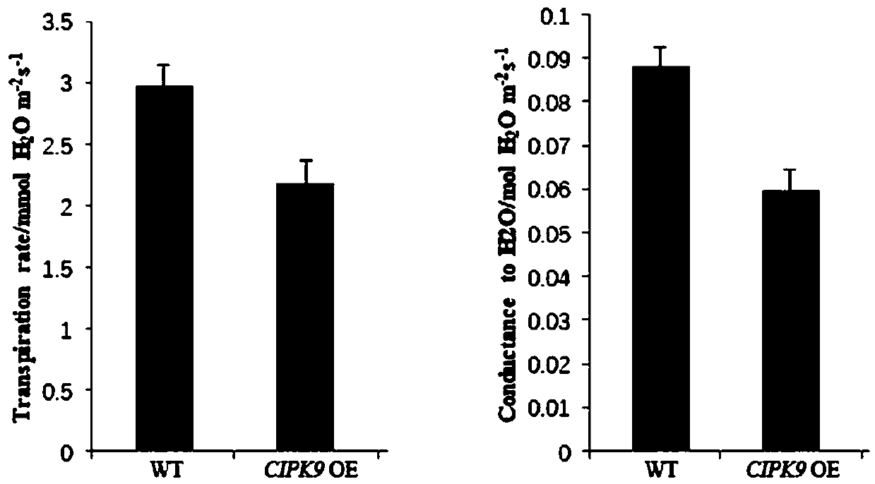 Application of CIPK9 protein and coding gene of CIPK9 protein in drought resistance of plants