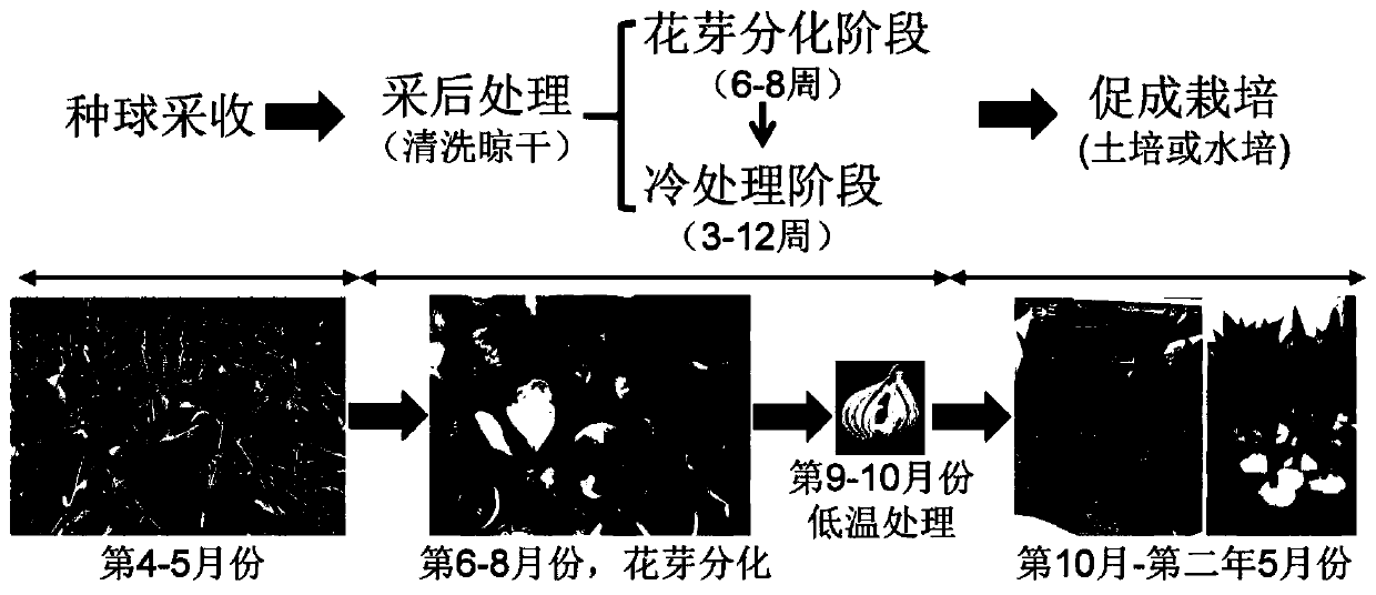 Post-harvesting treatment and forcing culture method for seed bulbs of tulipa gesneriana