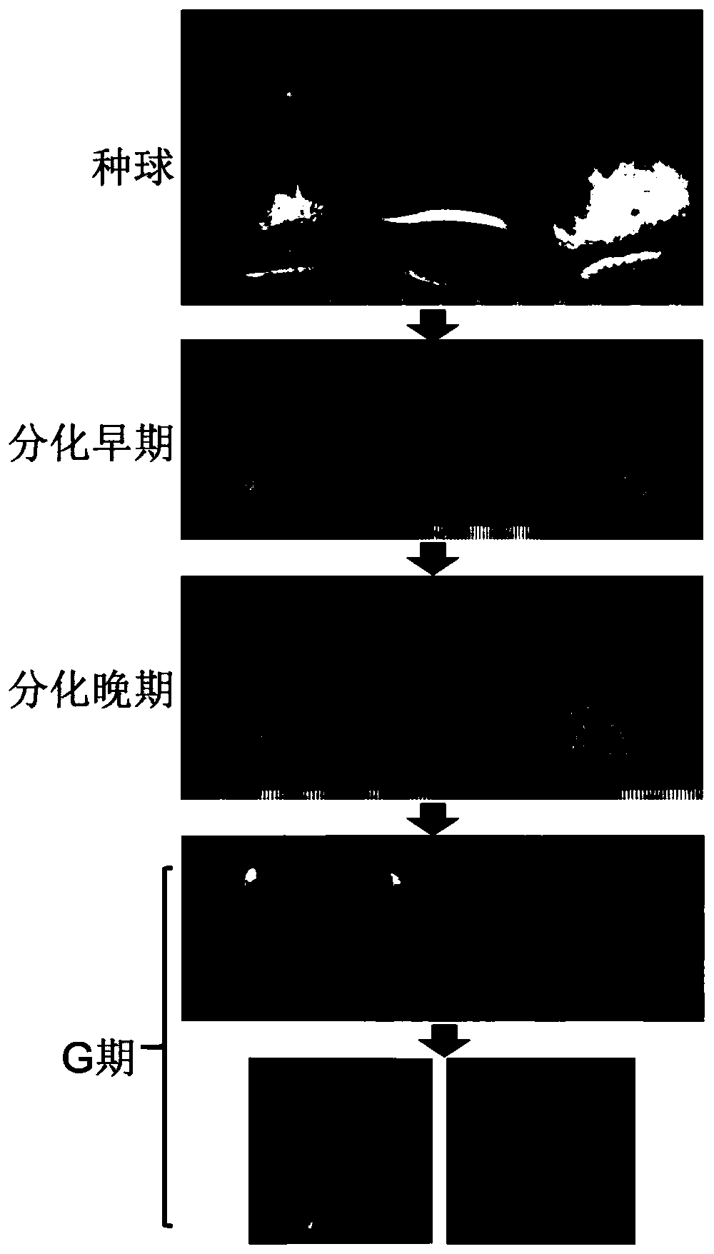 Post-harvesting treatment and forcing culture method for seed bulbs of tulipa gesneriana