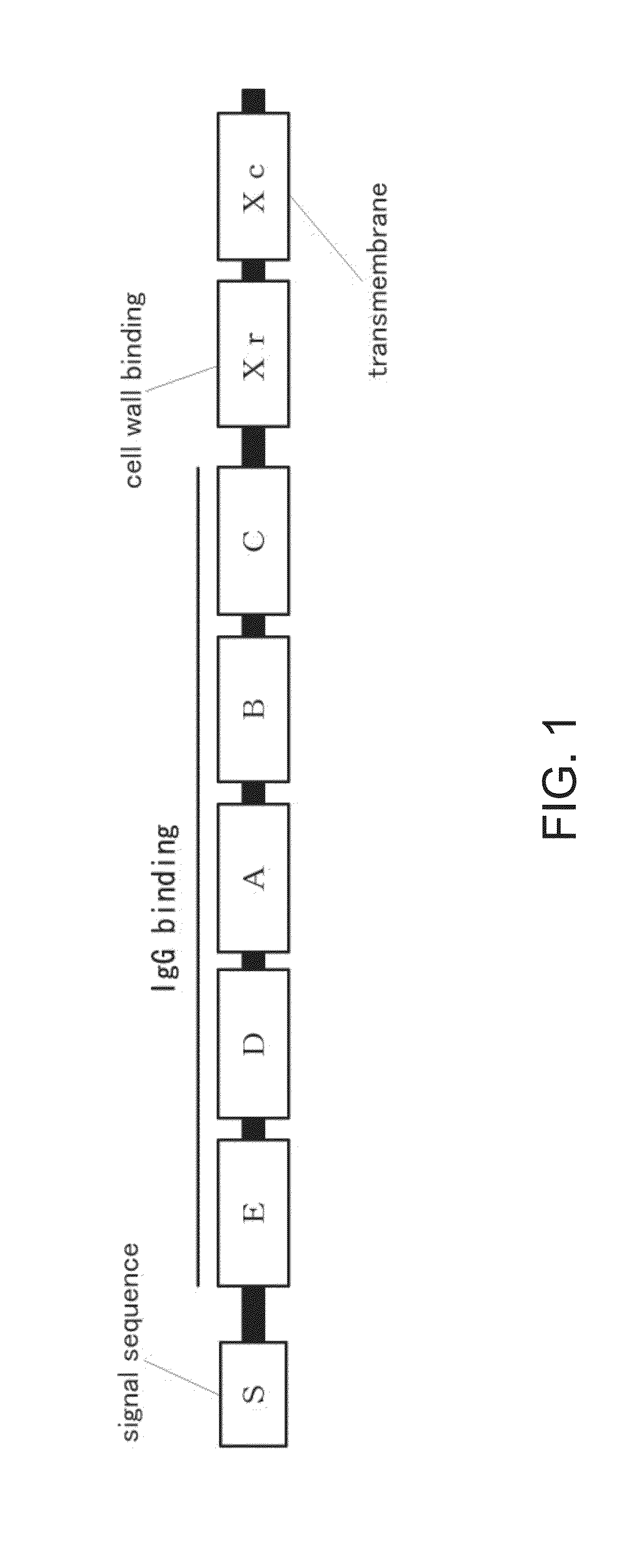 Mutated protein of protein a having reduced affinity in acidic region and antibody-capturing agent