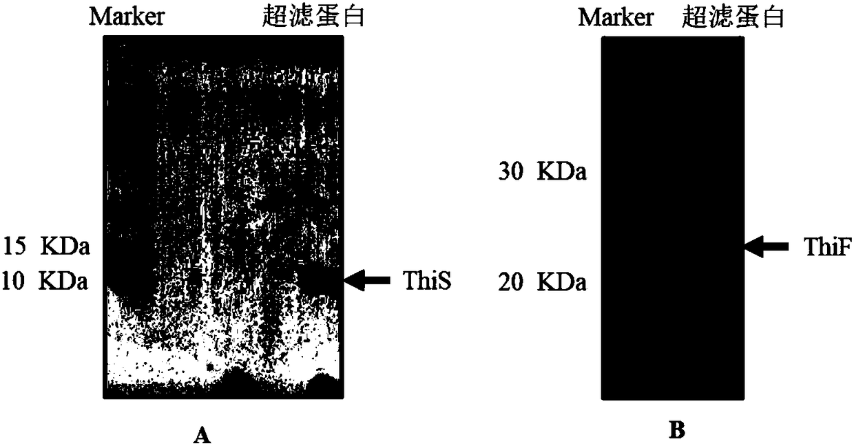 Kit for research on ubiquitin-like system of bacteria and application of kit