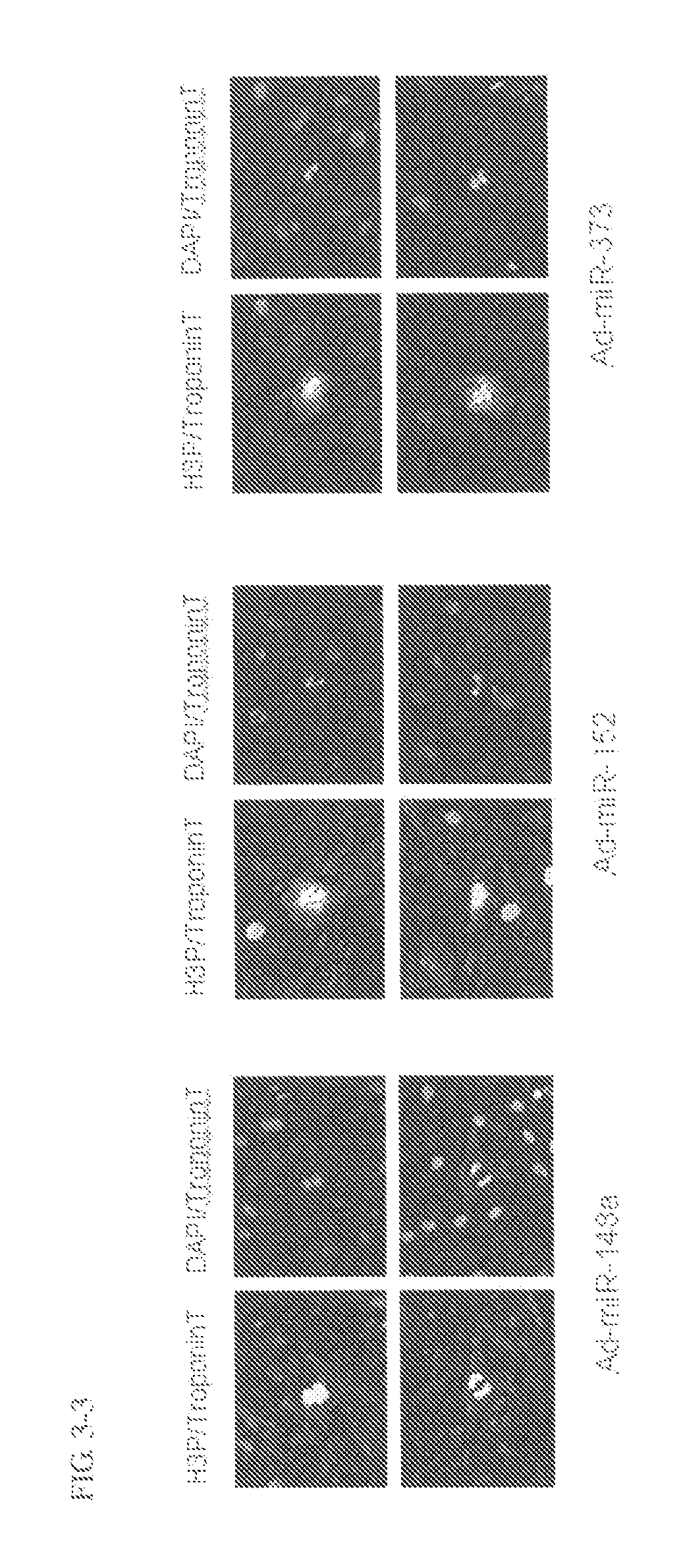 Method for proliferating cardiomyocytes using micro-rna