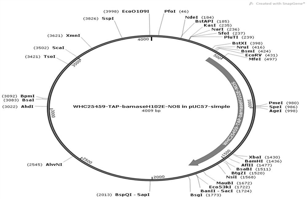 Cultivation method for lily with pollen abortion and herbicide-resistance