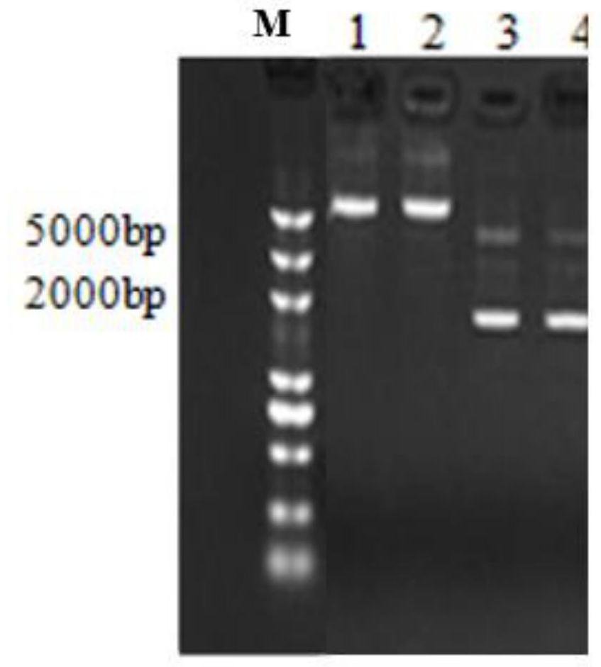 Cultivation method for lily with pollen abortion and herbicide-resistance