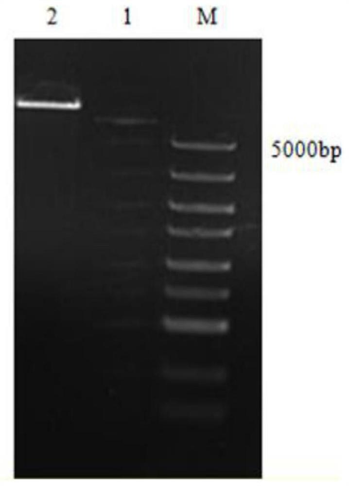 Cultivation method for lily with pollen abortion and herbicide-resistance