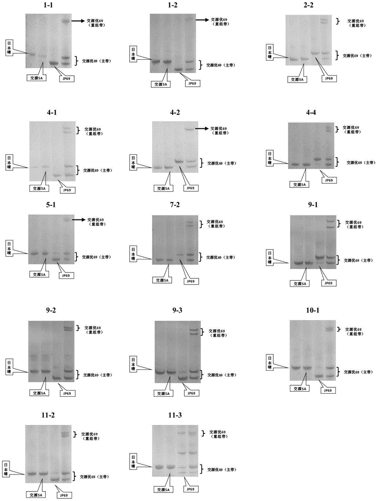 Identification method for hybrid rice variety hybrid source superior 69 based on InDel (insertion-deletion length polymorphism) marker