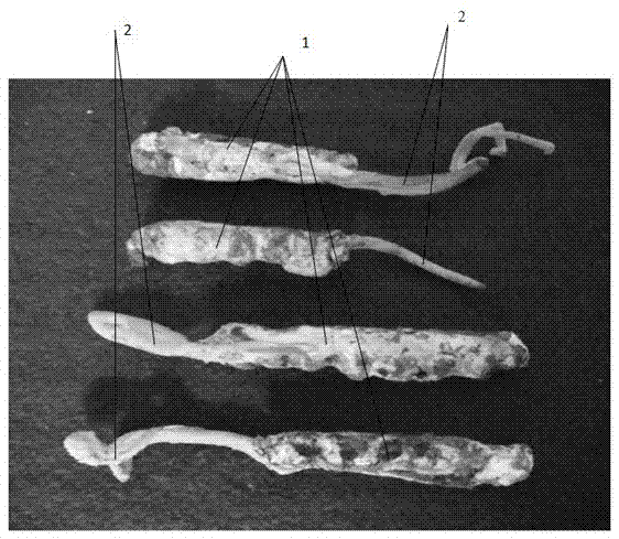 Cordyceps militaris fruiting body with silkworm larvae as hosts and cultivation method of cordyceps militaris fruiting body