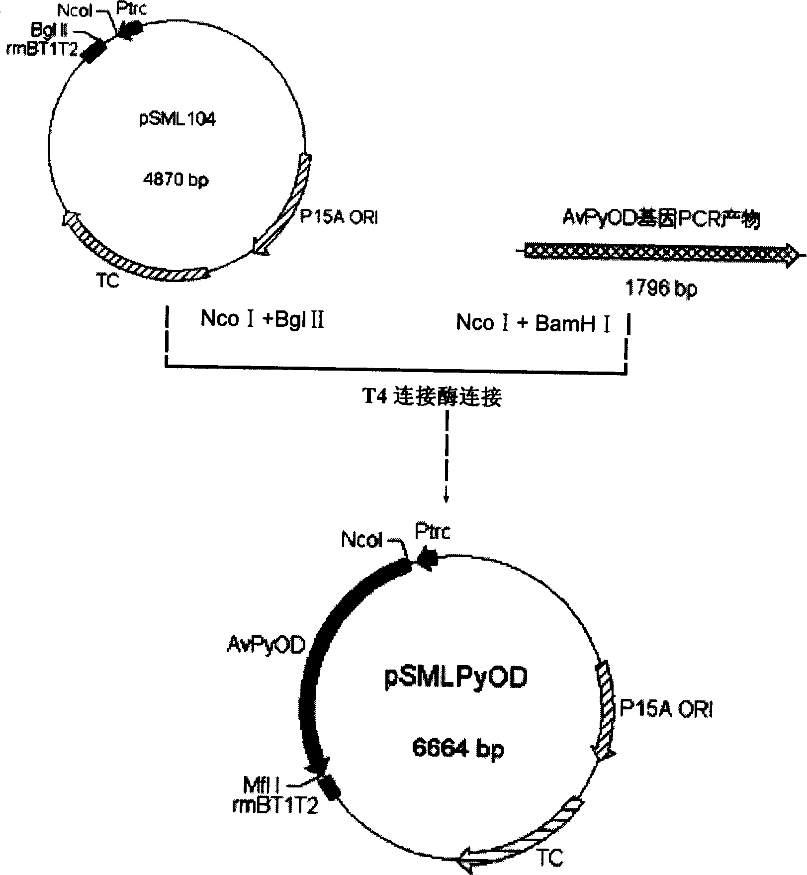 Acetonic acid oxidase gene, recombinant expression plasmid and transformation strains thereof