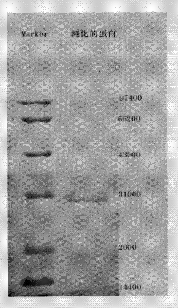 Application of CkGST gene