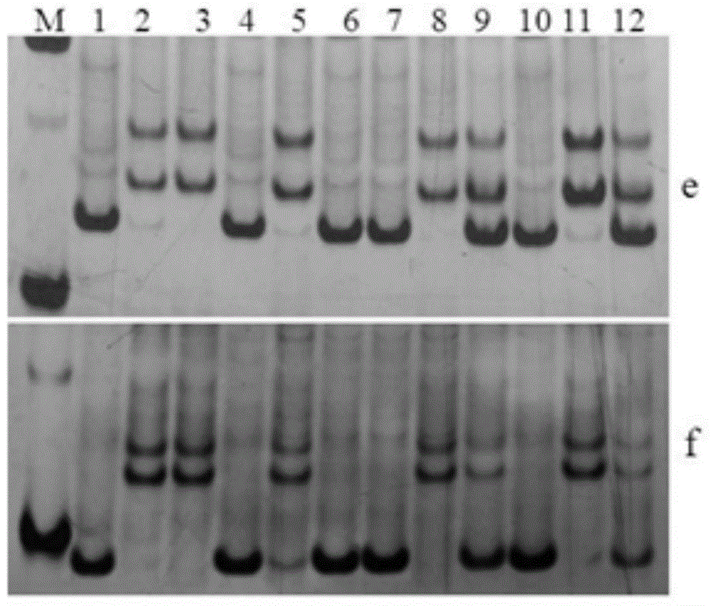 Method for detecting SSR molecular marker of pepper male sterility restoring gene as well as kit of SSR molecular marker