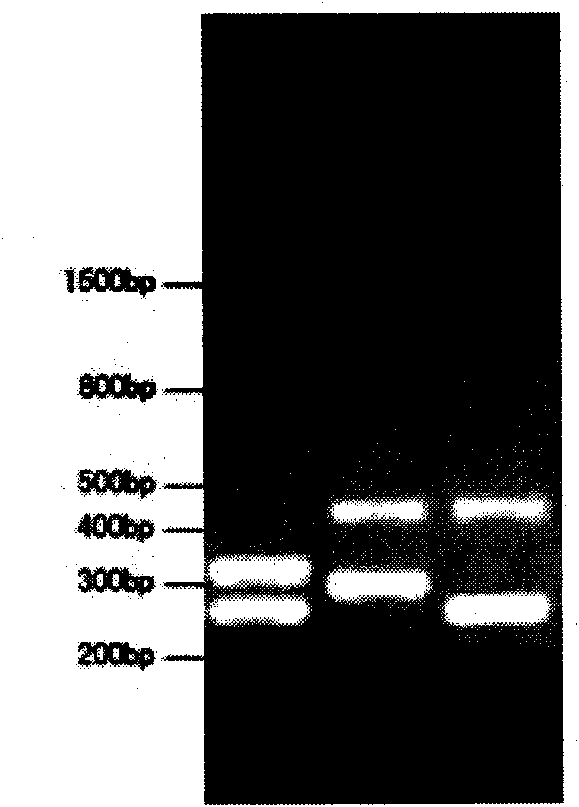 Primer for detecting dynamic mutation of CAG repetitive sequence of ATXN3 gene and PCR amplification method thereof