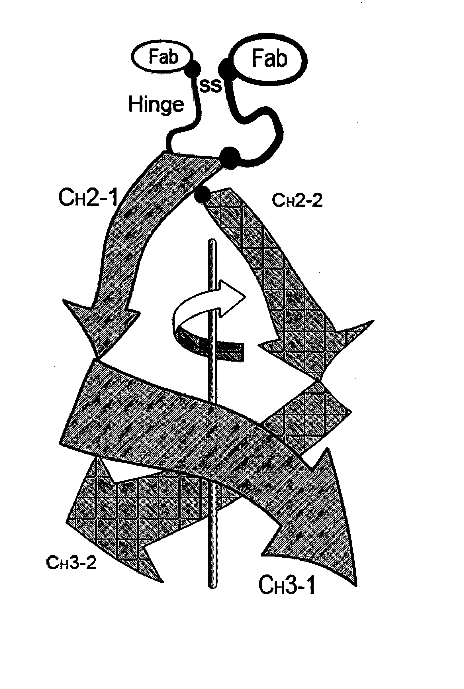 Engineered heterodimeric protein domains