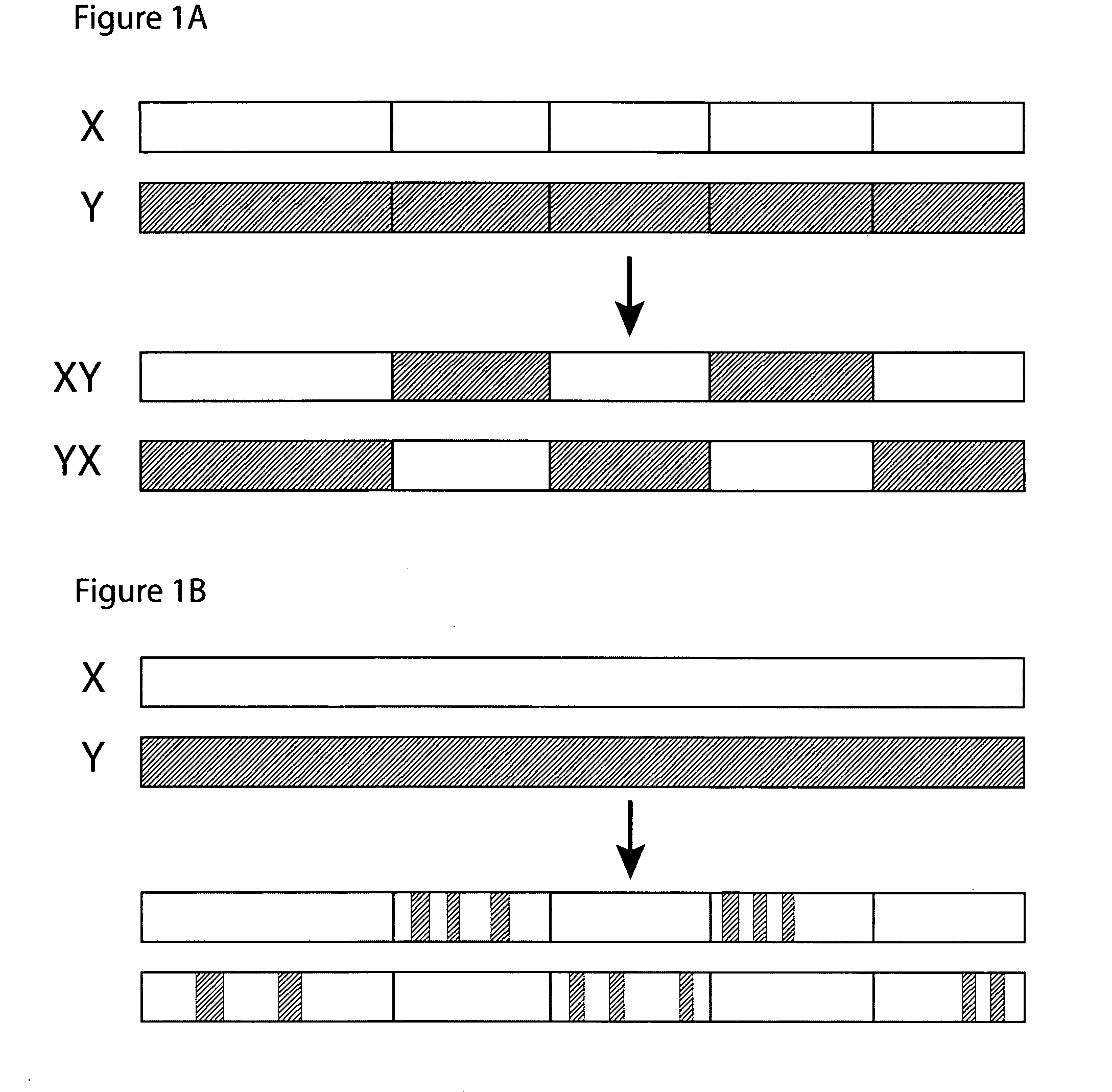 Engineered heterodimeric protein domains